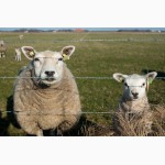 Продаю голландских овец породы тексель