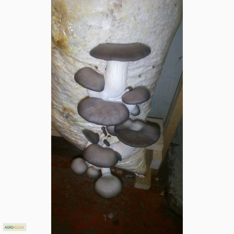 Фото 3. Продам грибы Вешанка свежие