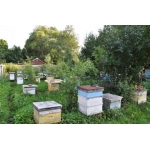 Продам пчел с ульями и инвентарь пчеловода.