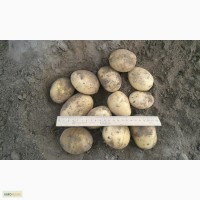 Породам продовольственный картофель из Белоруссии