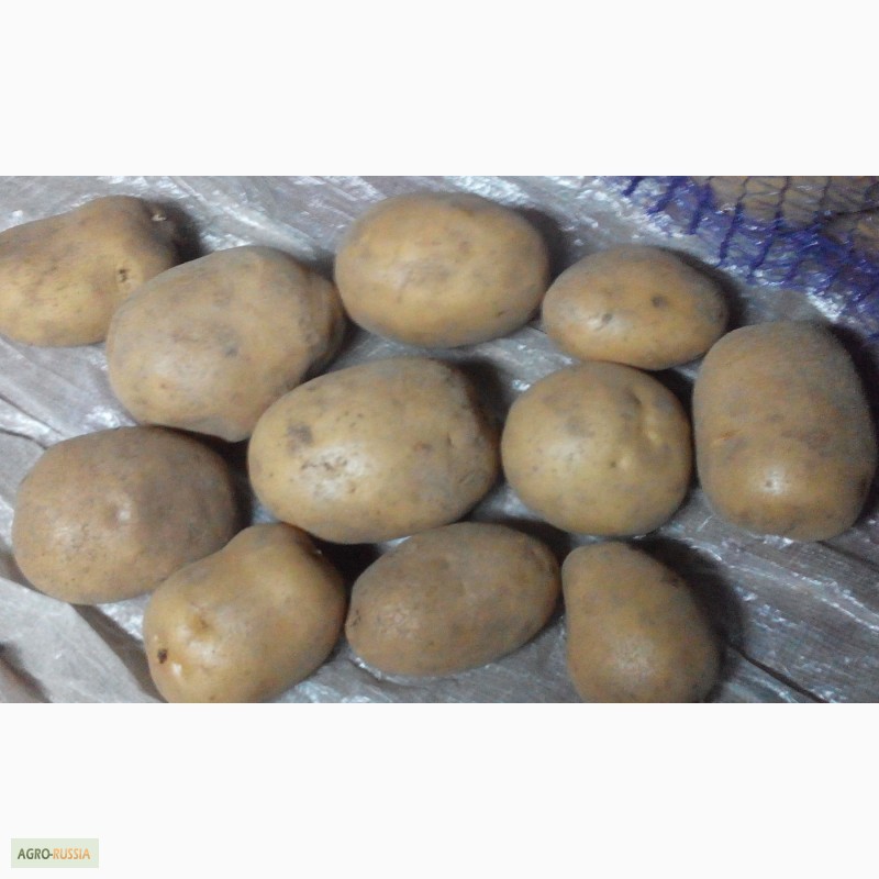 Фото 2. Породам продовольственный картофель из Белоруссии
