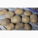 Породам продовольственный картофель из Белоруссии