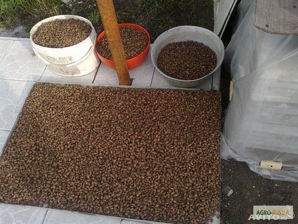 Фото 2. Продам семена чуфы-земляного миндаля