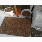 Продам семена чуфы-земляного миндаля