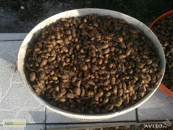 Фото 3. Продам семена чуфы-земляного миндаля