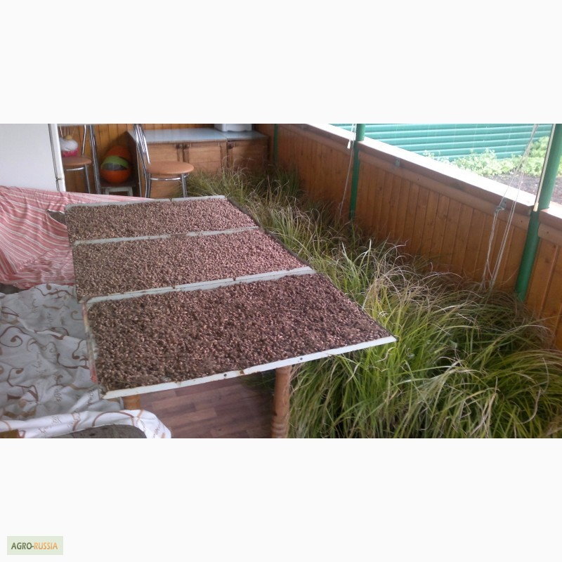 Фото 4. Продам семена чуфы-земляного миндаля