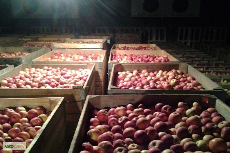 Яблоки оптом 50+, от производителя, 25 руб/кг