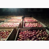 Яблоки оптом 50+, от производителя, 25 руб/кг