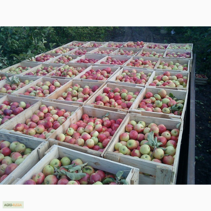 Фото 2. Яблоки оптом 50+, от производителя, 25 руб/кг