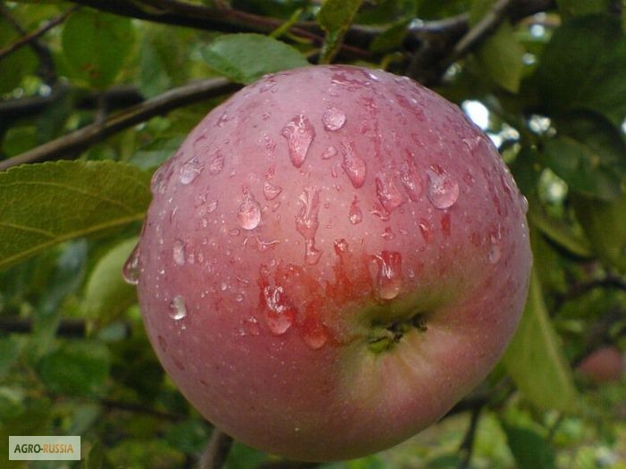 Фото 3. Яблоки оптом 50+, от производителя, 25 руб/кг