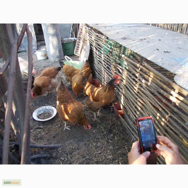 Фото 2. Продам кур несушек, петушков, цыплят - 3, 5 месяца и 3-4 недели
