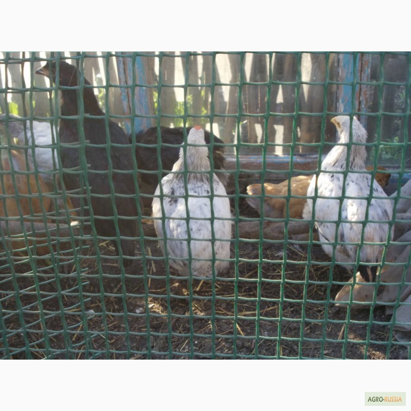 Фото 4. Продам кур несушек, петушков, цыплят - 3, 5 месяца и 3-4 недели