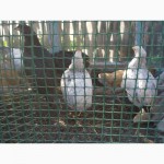 Продам кур несушек, петушков, цыплят - 3, 5 месяца и 3-4 недели