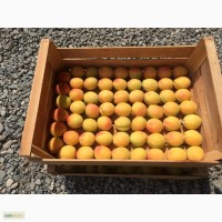 Свежие абрикосы из Армении в июле