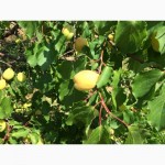 Свежие абрикосы из Армении в июле