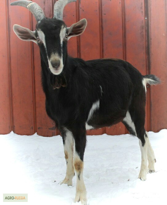 Фото 2. Продам коз и козлят