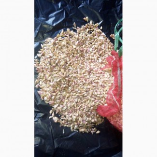 Продам семена чеснока воздушку сорт Любаша 2 тонны