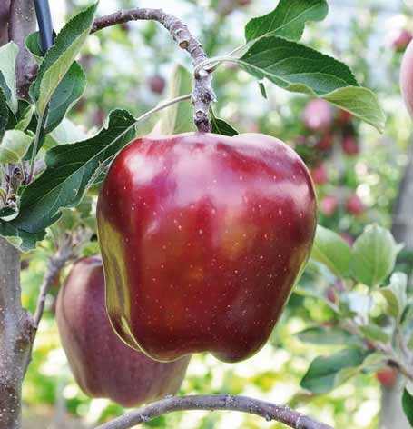 Фото к объявлению: яблоки сорта Богатырь, Сенап, Кутузовец в продаже —  Agro-Russia