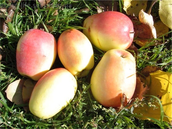 Фото 3. Яблоки сорта Богатырь, Сенап, Кутузовец в продаже