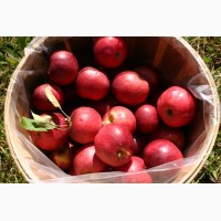 Яблоки сорта Богатырь, Сенап, Кутузовец в продаже