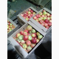 Яблоки сорта Богатырь, Сенап, Кутузовец в продаже