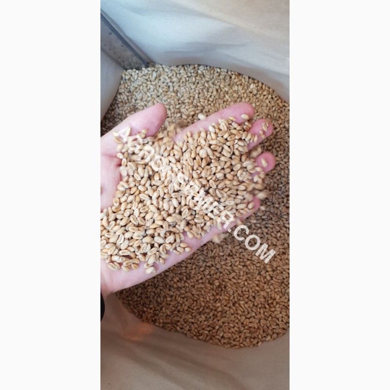 Фото 3. Семена пшеницы сорт FOX канадская трансгенная двуручка