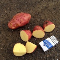 Продажа картофеля от производителя (КФХ)