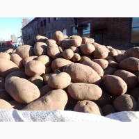 Продам картофель, урожай 2018 г