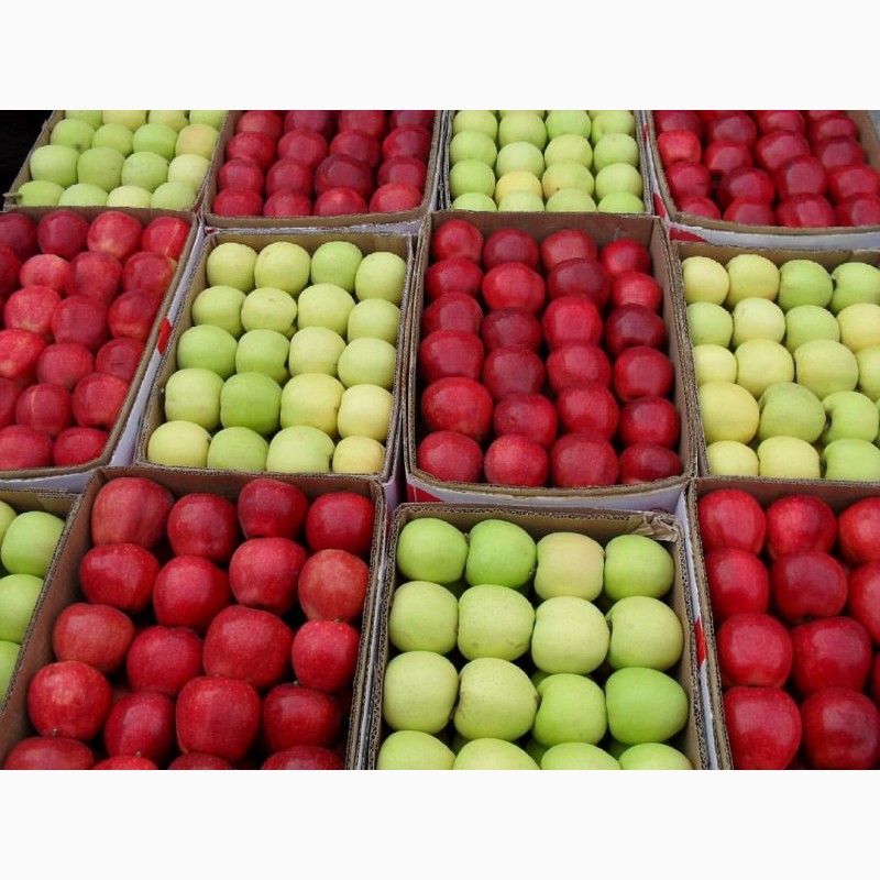 Фото 7. Продам фрукты, ягоды, овощи и орехи