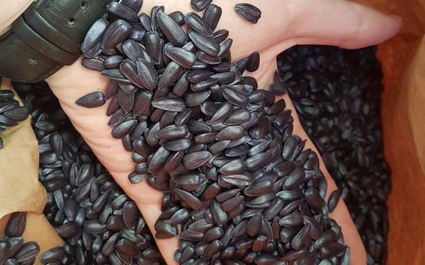Фото 2. Подсолнечник на семена Канадский трансгенный гибрид масличного подсолнечника LAUREN F 199
