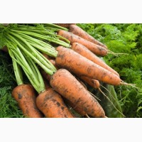 Семена моркови Кордоба F1(фр.1, 6-1, 8) 100000с Бейо