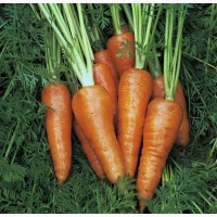 Морковь фасованная оптом от прямого поставщика