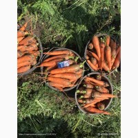 Морковь фасованная оптом от прямого поставщика
