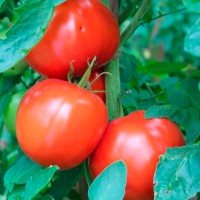 Продам семена томата Бобкат F1 (1000 шт) детерминантный ранний