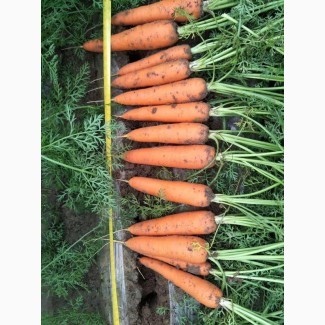 Морковь оптом со склада ФХ Марий Эл