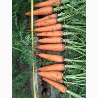Морковь оптом со склада ФХ Марий Эл