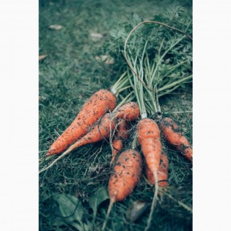 Морковь Павлодарская свежая, вкусная, полна витаминов