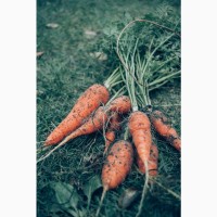 Морковь Павлодарская свежая, вкусная, полна витаминов