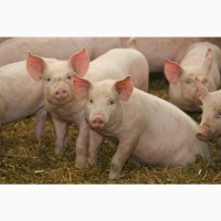 Свиньи живок - свиньи живым весом - беконная порода