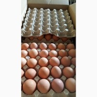 Продаем яйцо куриное С1, С0, С2, Св от белорусского производителя