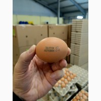 Продаем яйцо куриное С1, С0, С2, Св от белорусского производителя