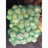 ООО МФП Нива реализует капусту белокачанную от 500 кг