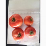 Продаем помидоры, также огурцы и капуста собственного производства