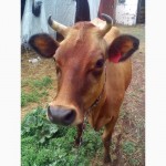 Продам корову джерсейской породы