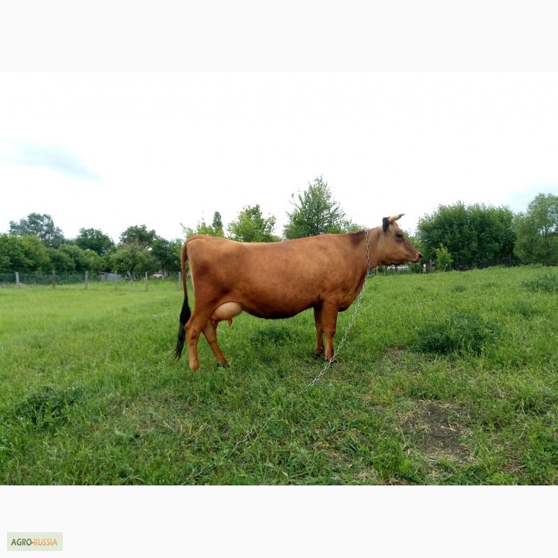 Фото 3. Продам корову джерсейской породы