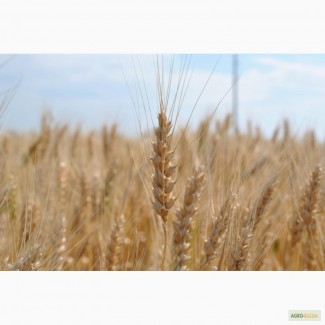 Семена озимой пшеницы Сила