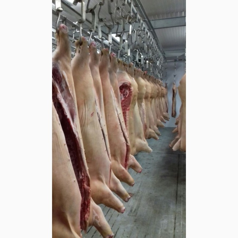 Фото 2. Продаем охлажденное мясо свинины оптом от 10 тонн
