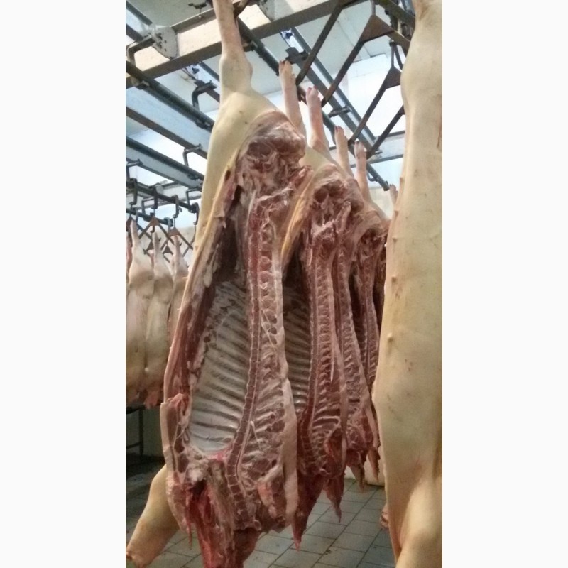 Фото 3. Продаем охлажденное мясо свинины оптом от 10 тонн