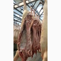 Продаем охлажденное мясо свинины оптом от 10 тонн
