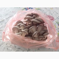 Свежие грибы Вешенка весовые, 1 кг